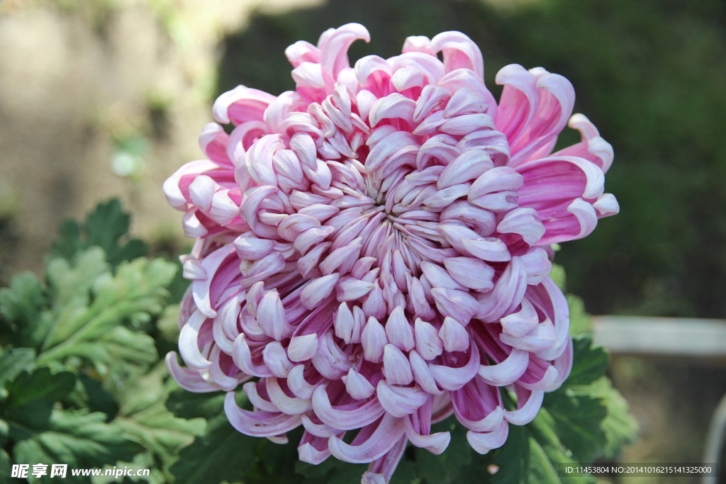 菊花