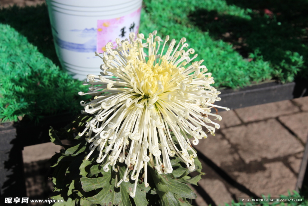 菊花