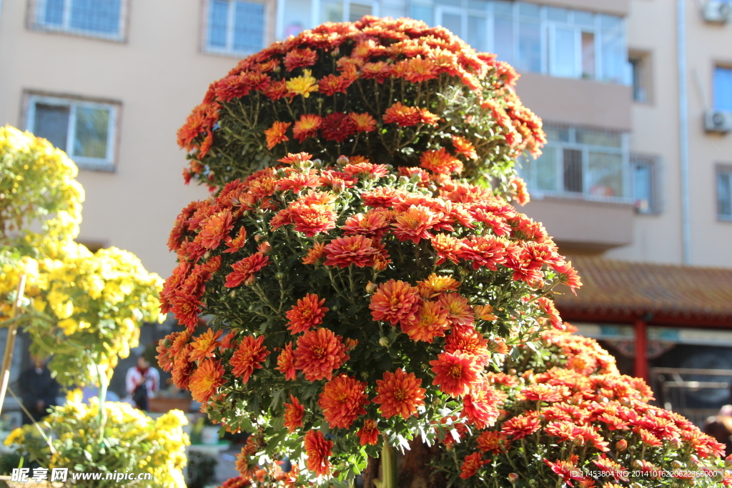 菊花