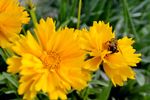 花和蜜蜂摄影