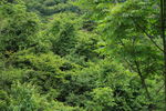 绿草青山草山
