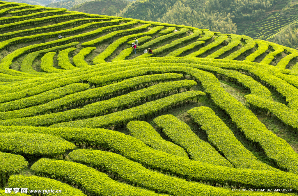 茶山风光