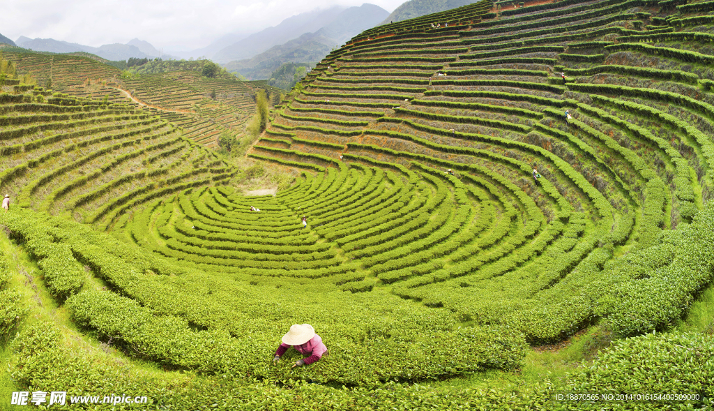 茶山风光