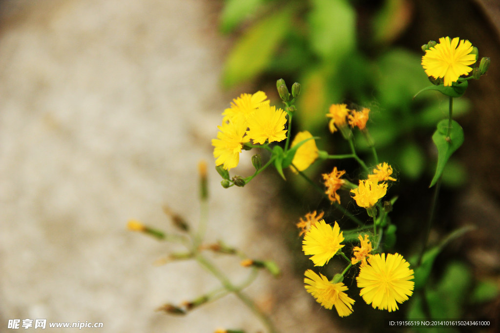 小黄花