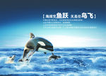 海豚