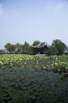 长广溪湿地公园