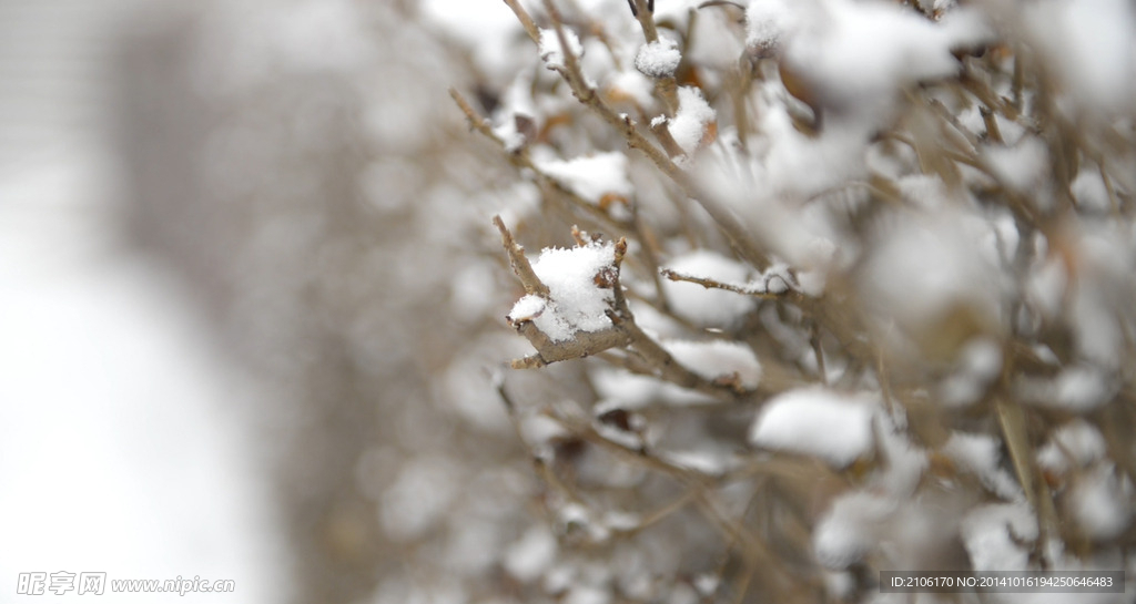 雪中的灌木