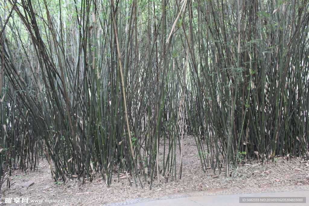 竹林