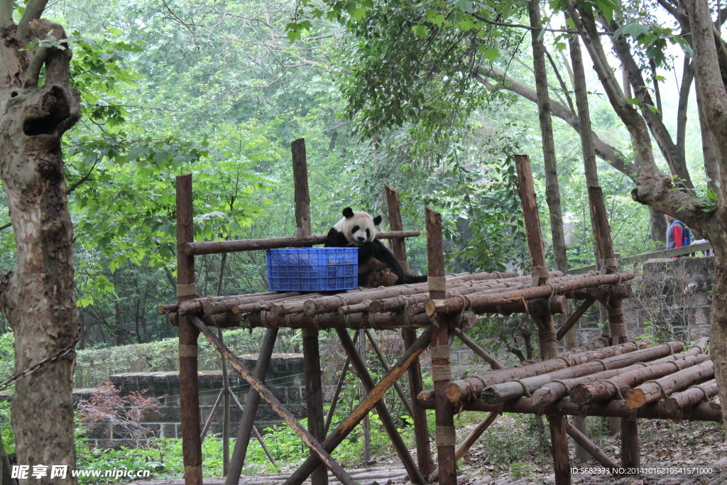 熊猫