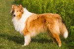 牧羊犬