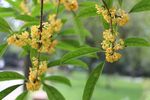 桂花