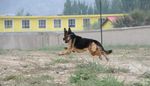 警犬训练