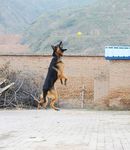 警犬训练