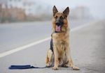 训练后的警犬休息