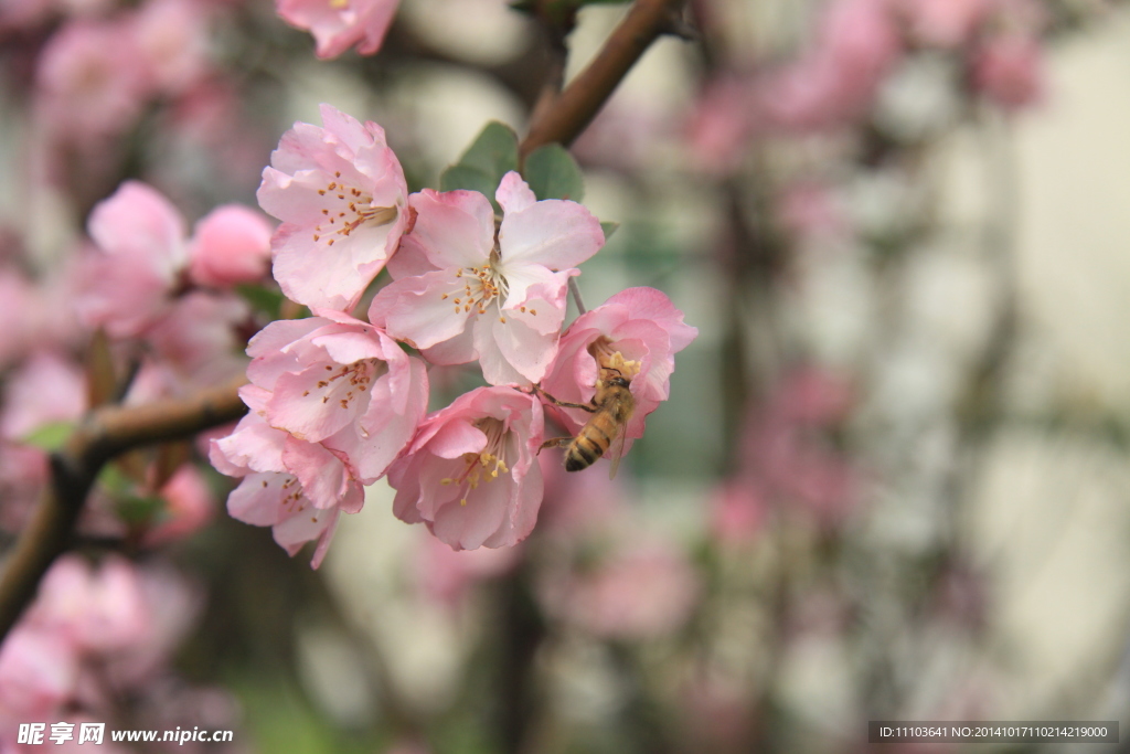 蜜蜂采蜜