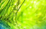 水草