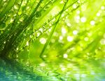 水草