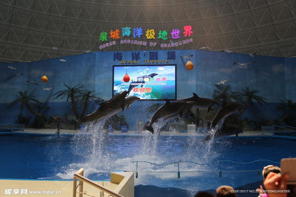 海豚