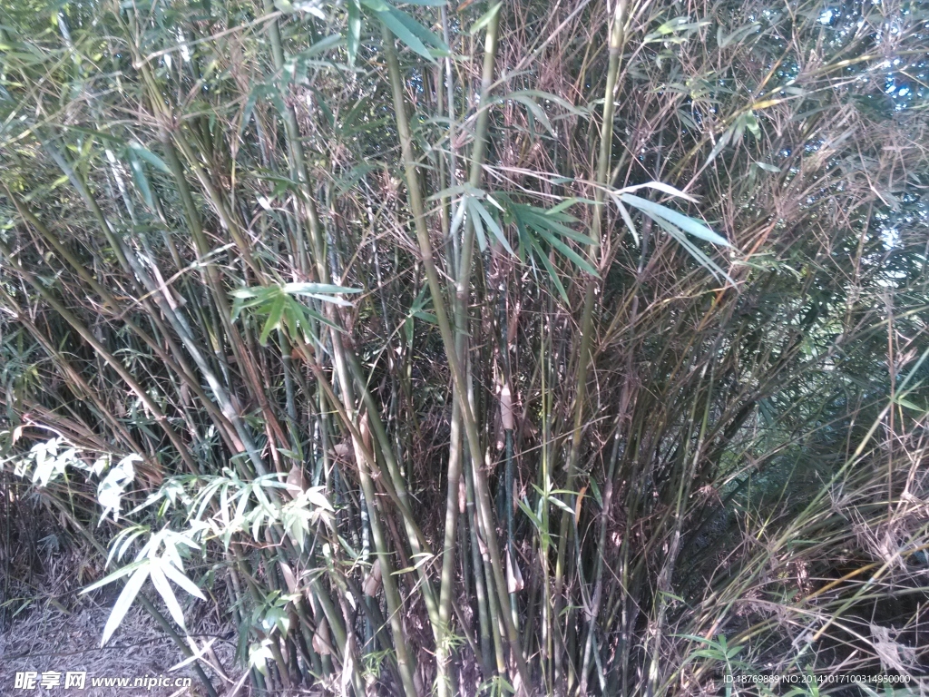 竹子