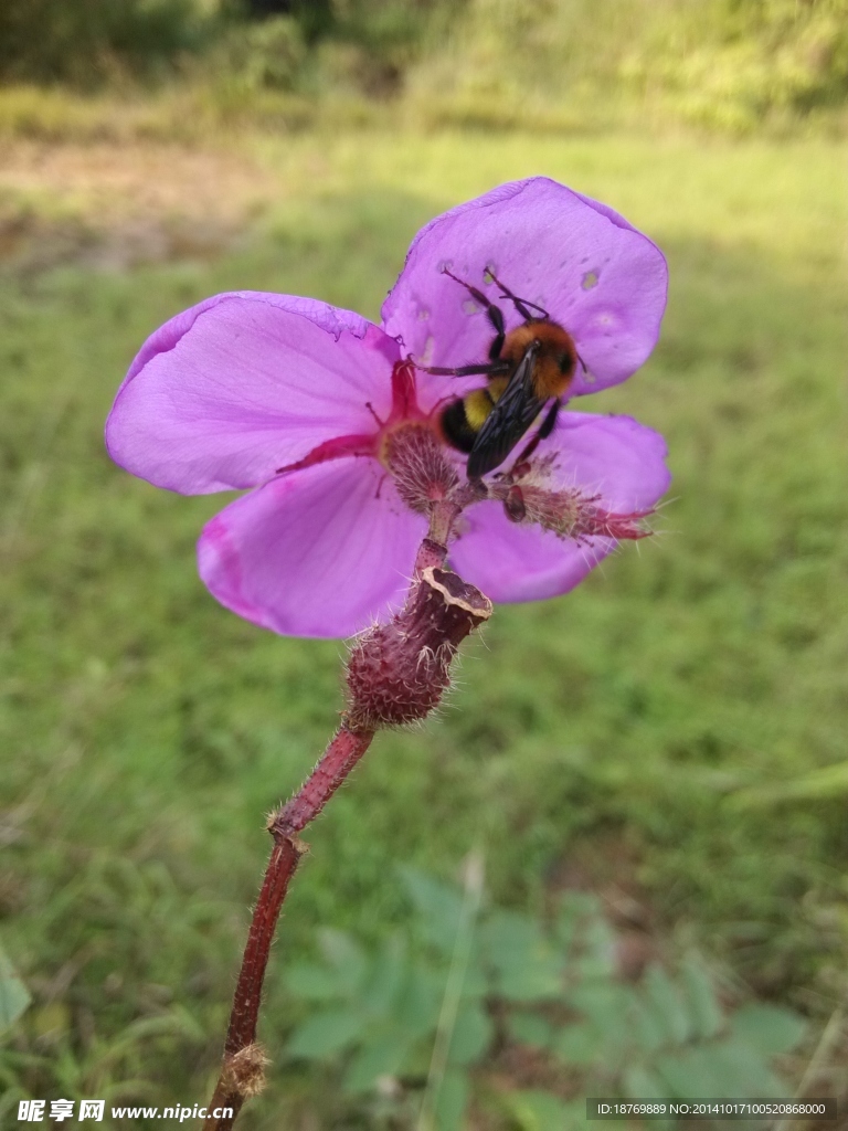 蝴蝶花