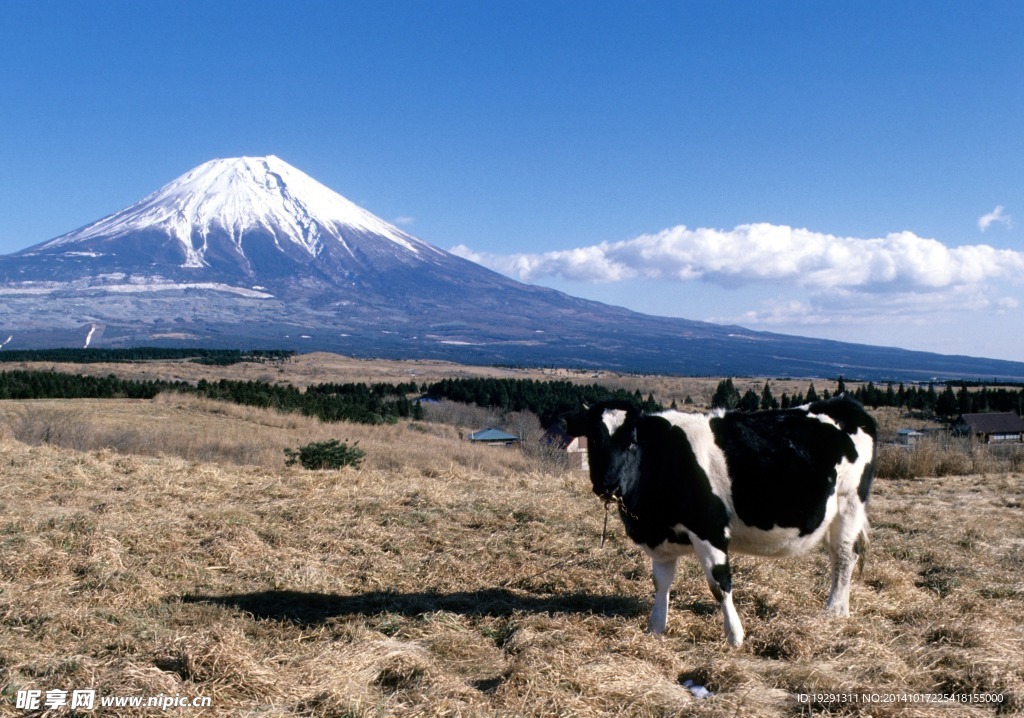 高原奶牛