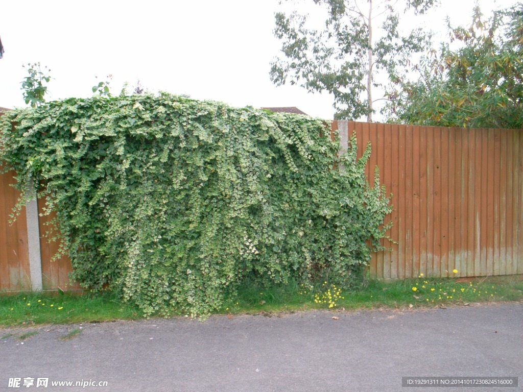 绿色植物