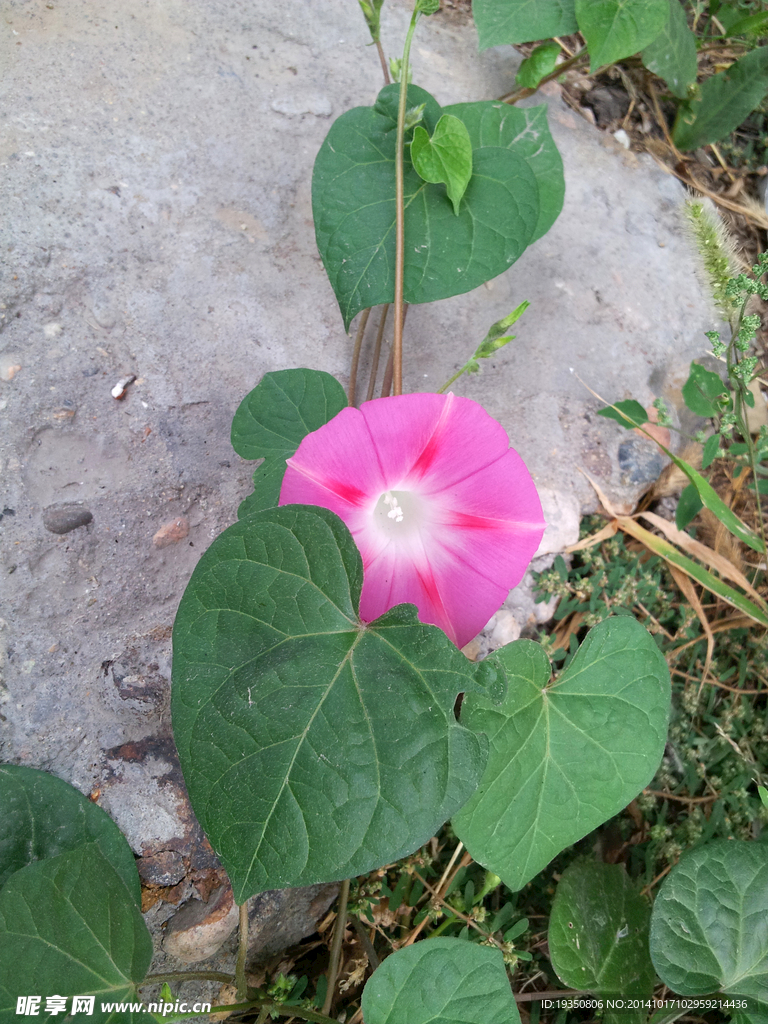 美丽的紫色牵牛花