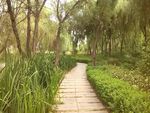 绿色柳树