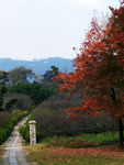 梅花山