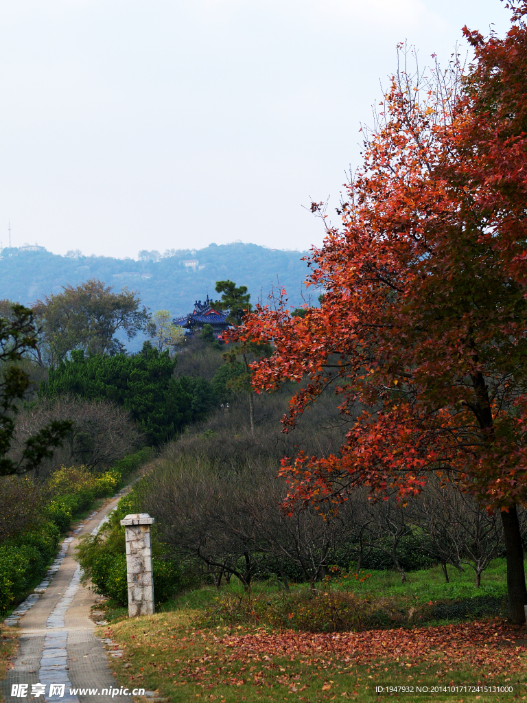 梅花山