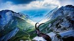 雪山羚羊高清图片