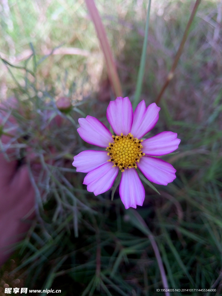 粉红格桑花