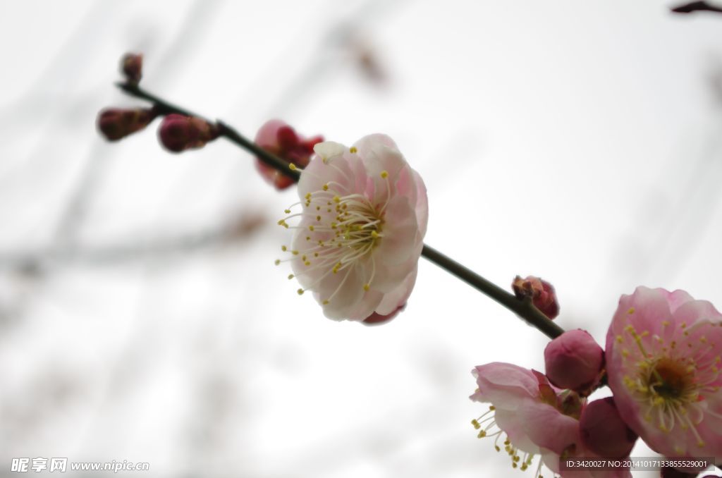 桃花