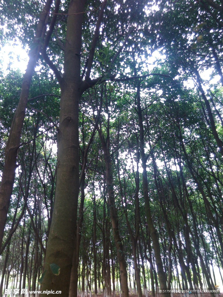 森林