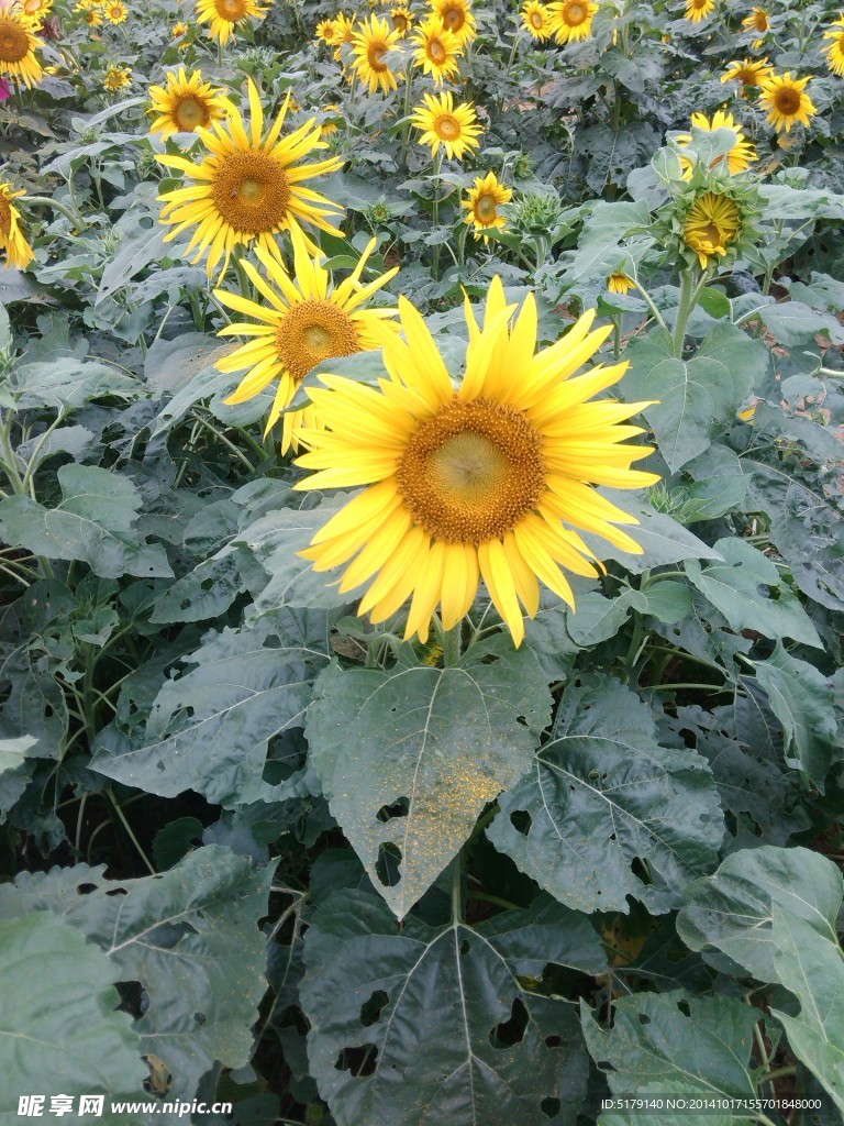 向日葵