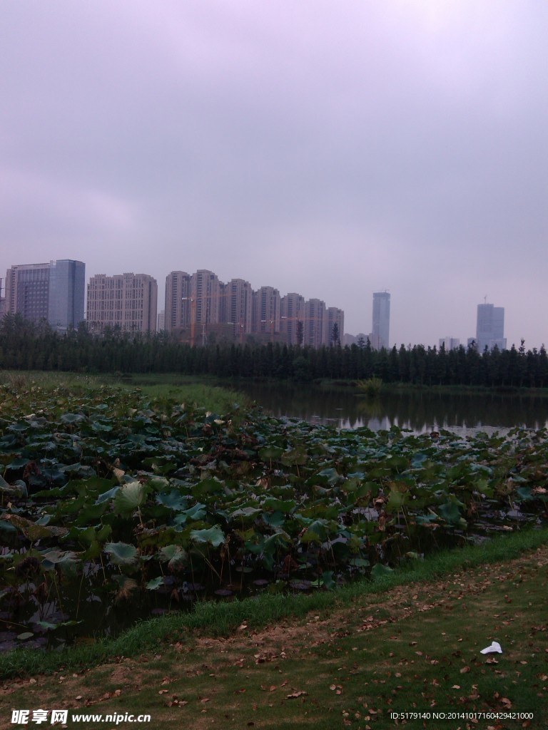 睡莲