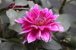 芍药花