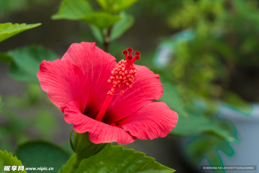 扶桑花