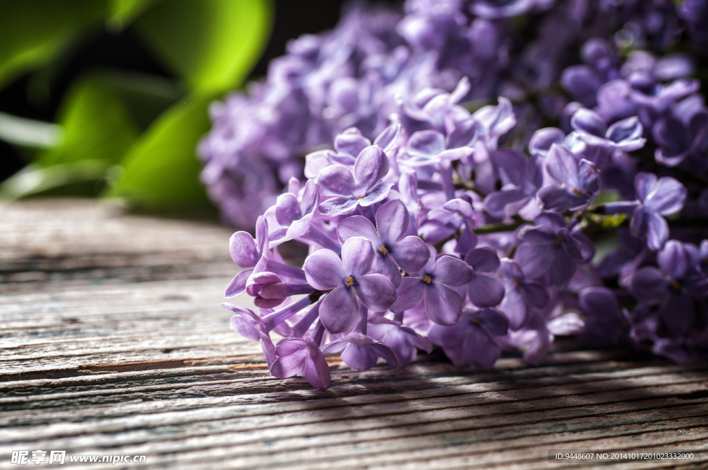 清新丁香花图片