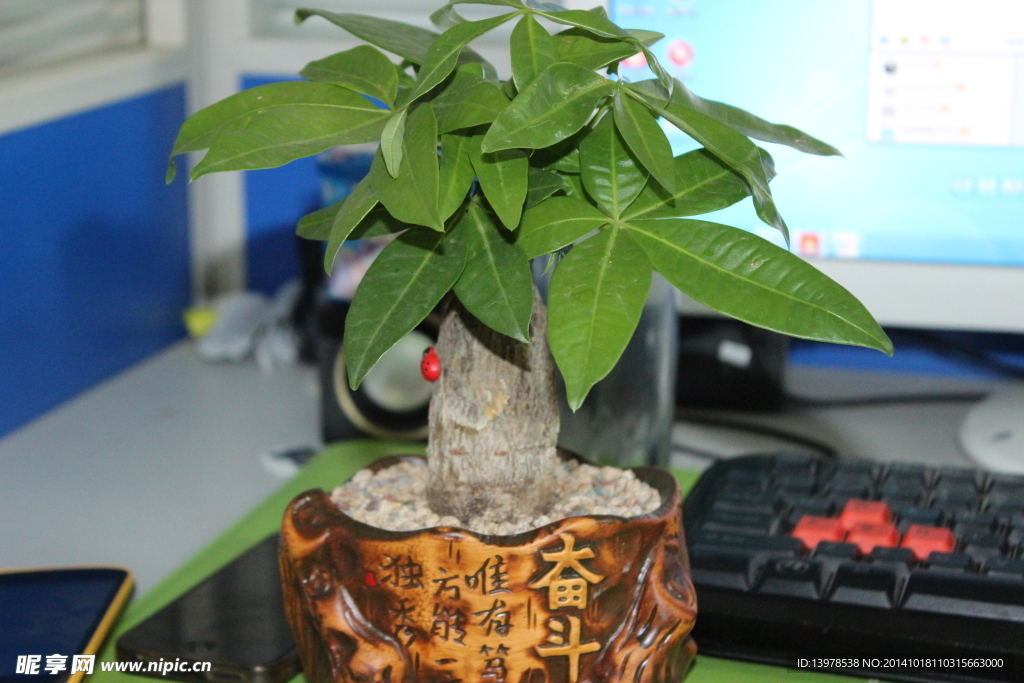 盆栽发财树