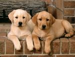 可爱金毛幼犬