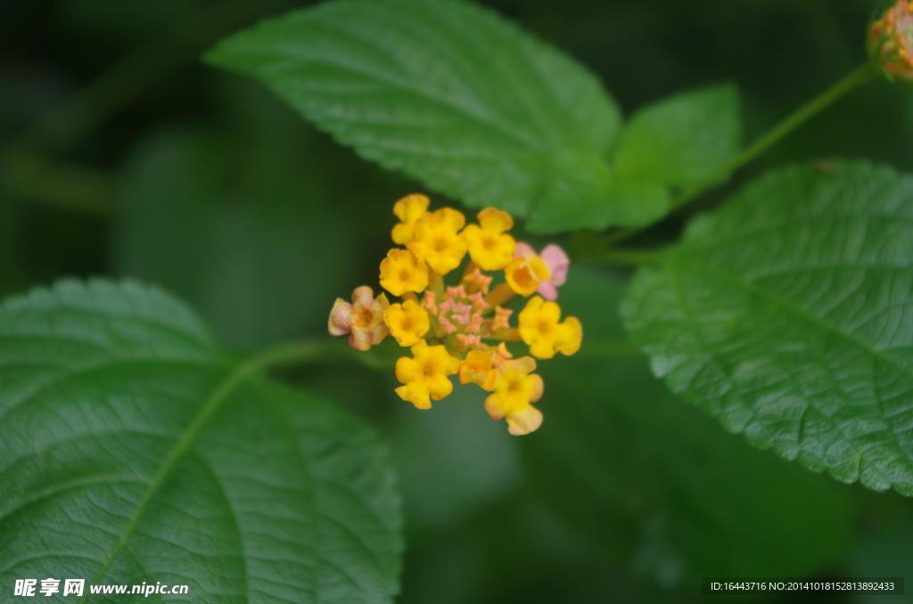 黄色小花