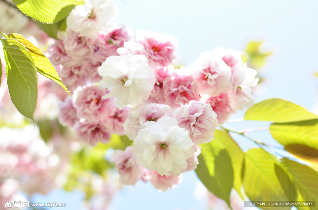 奥林匹克公园桃花