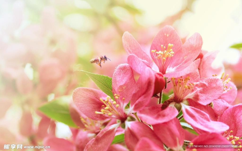 奥林匹克公园桃花