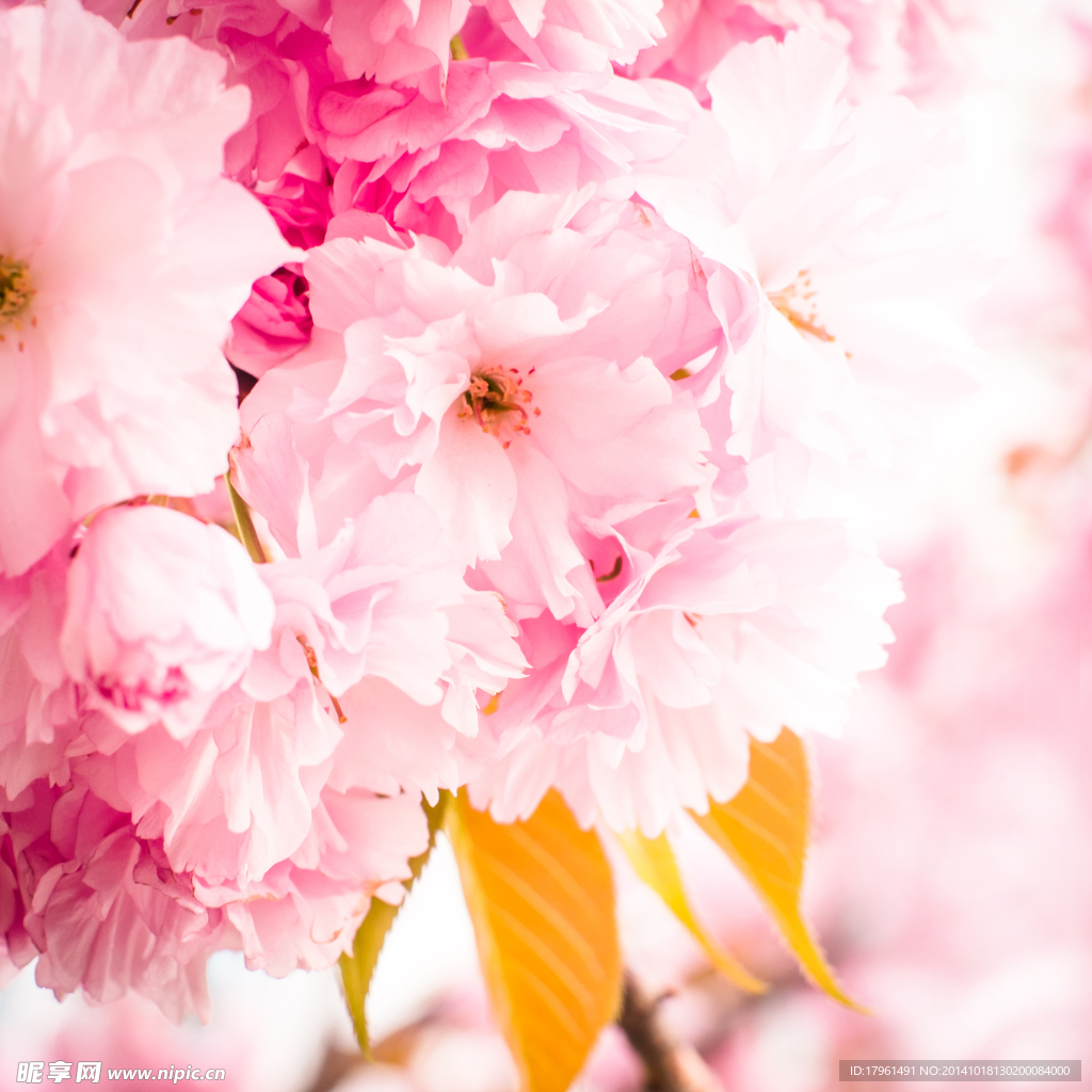奥林匹克公园桃花