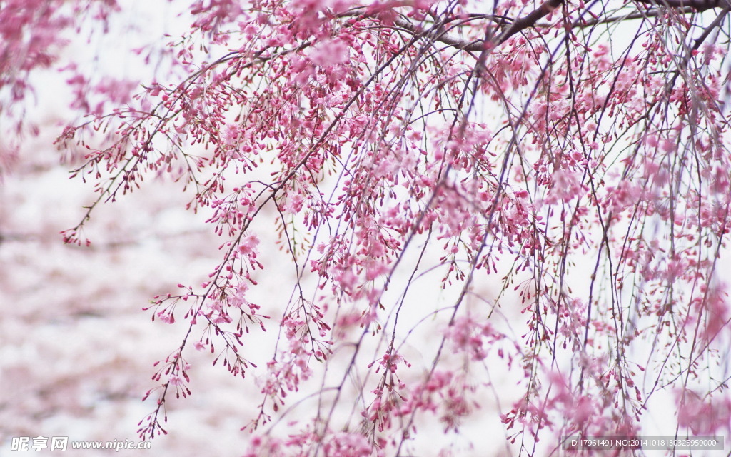 奥林匹克公园桃花