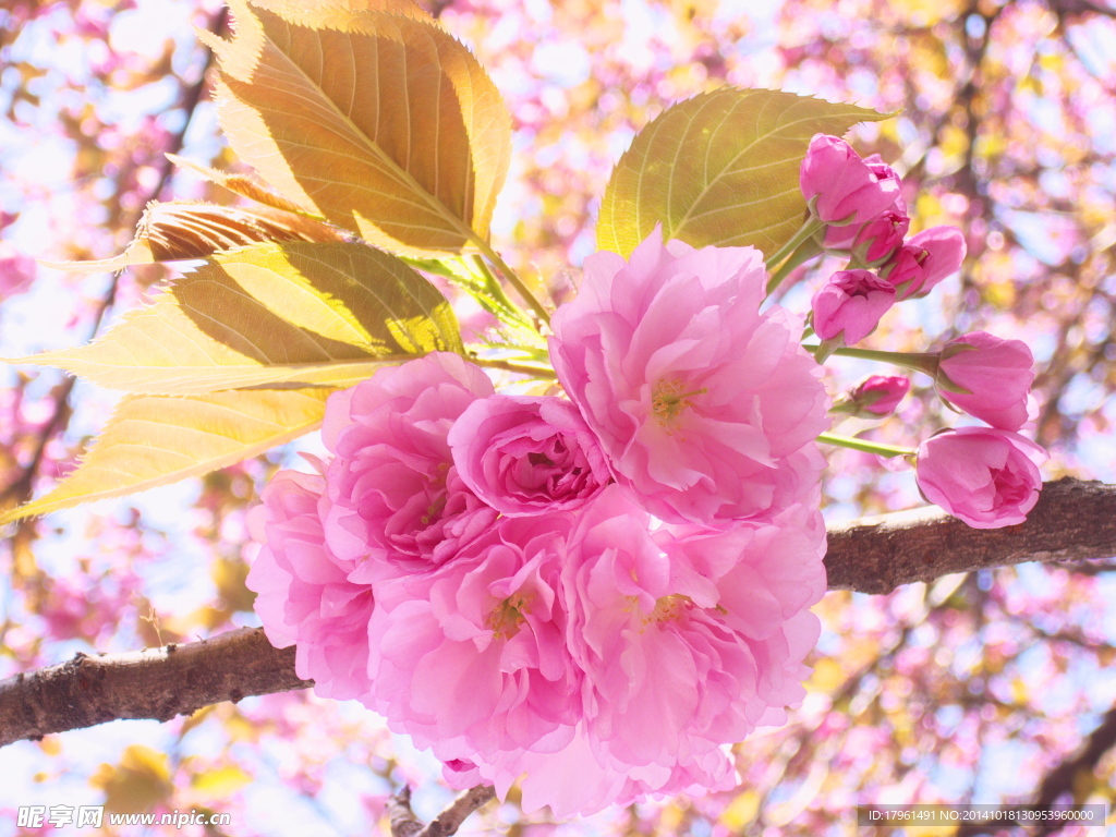 奥林匹克公园桃花