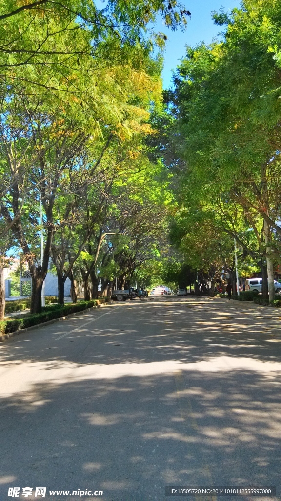 马路两旁景色