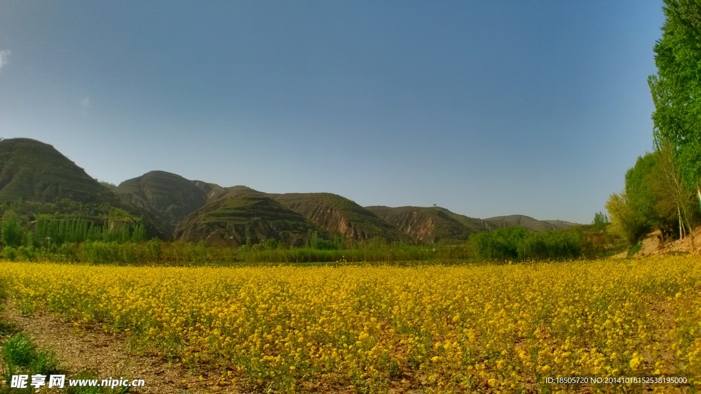 油菜花摄影风景