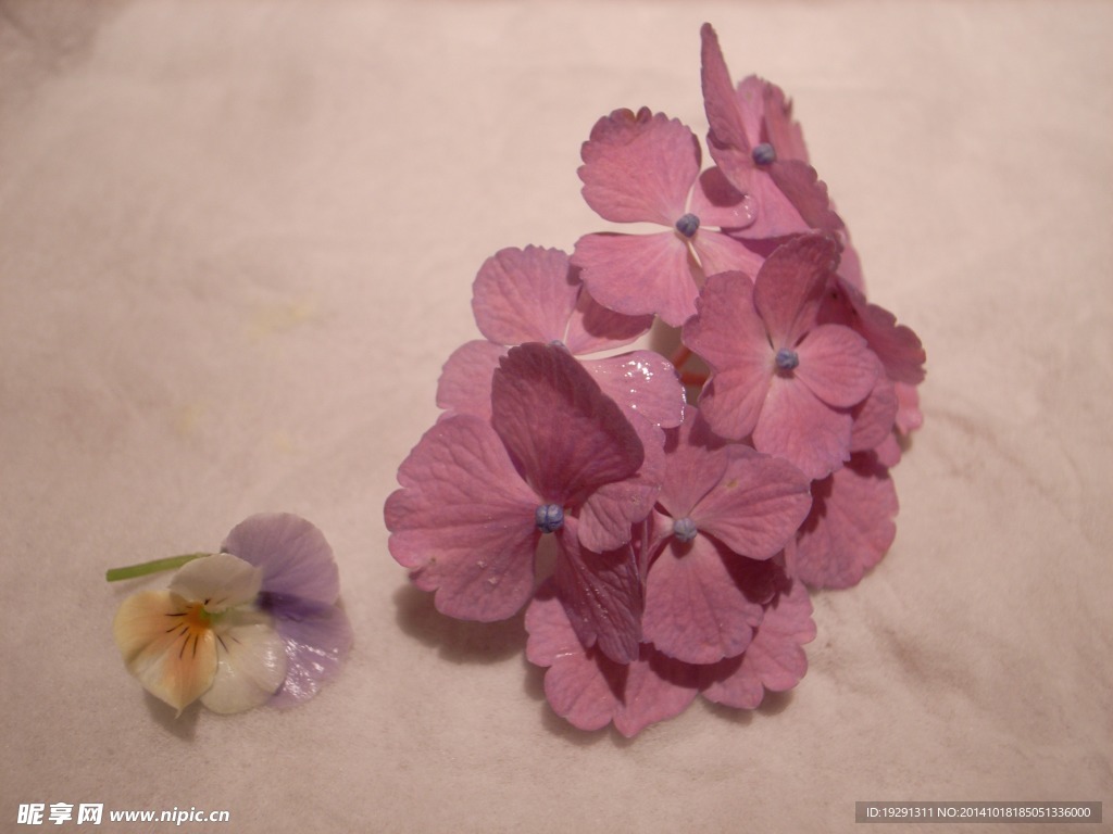 花瓣